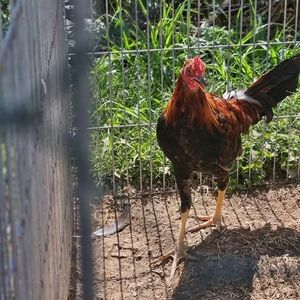 Meet your Posher, Dane